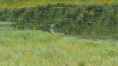 Heron and Duck