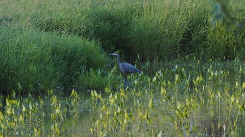 Heron in the Shadows