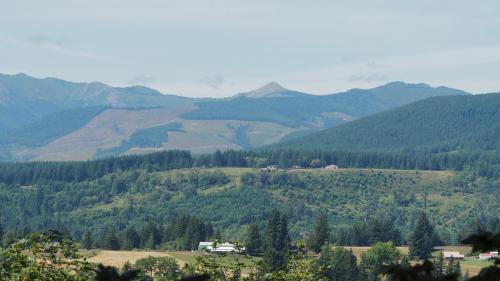 Rolling Hills of Trees