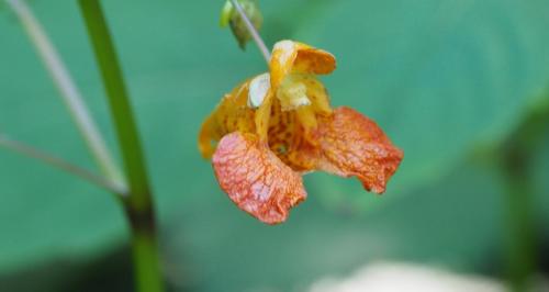 Spotted Jewelweed